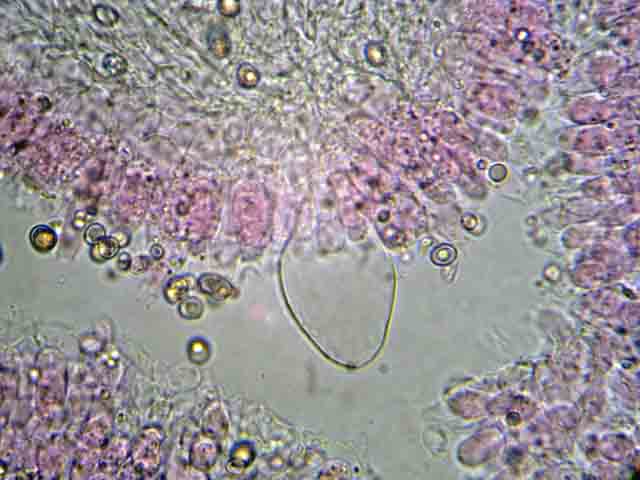 Pluteus podospileus Sacc. & Cub.